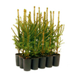 Fichte Picea abies