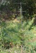 Stachelbaum 120cm 100 Stk.
